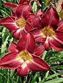 HEMEROCALLIS RED VOLUNTEER