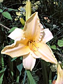 HEMEROCALLIS RUFFLED APRICOT