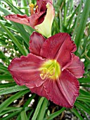 HEMEROCALLIS SEDUCTOR