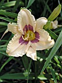 HEMEROCALLIS SILOAM BYELO