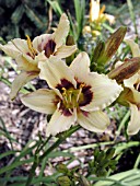 HEMEROCALLIS SILOAM FAIRYTALE