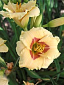 HEMEROCALLIS SILOAM TINY TOY