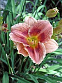 HEMEROCALLIS SILOAM TOMMY TUCKER