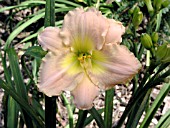 HEMEROCALLIS SPRAY OF PEARLS