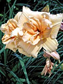 HEMEROCALLIS TANGERINE TWIST