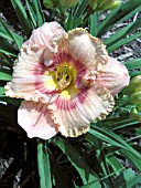 HEMEROCALLIS TIANAMEN SQUARE