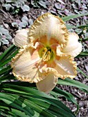 HEMEROCALLIS WISEST OF WIZARDS