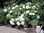 HYDRANGEA ARBORESCENS ANNABELLE