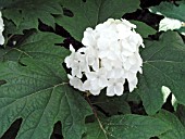 HYDRANGEA QUERCIFOLIA SNOW QUEEN