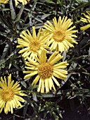 INULA ENSIFOLIA