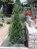 JUNIPERUS CHINENSIS BLUE POINT