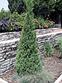 JUNIPERUS CHINENSIS BLUE POINT