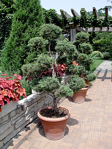 JUNIPERUS_CHINENSIS_HOLLYWOOD_IN_CONTAINER
