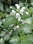 LAMIUM MACULATUM WHITE NANCY