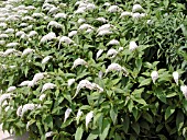 LYSIMACHIA CLETHROIDES