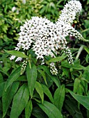 LYSIMACHIA CLETHROIDES