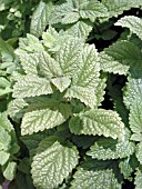 MELISSA OFFICINALIS LEMON BALM