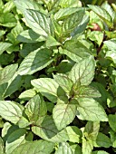 MENTHA PIPCITRATA ORANGE MINT