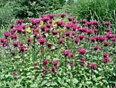 MONARDA DIDYMA COLRAIN RED