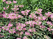 MONARDA DIDYMA MARSHALLS DELIGHT