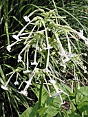 NICOTIANA SYLVESTRIS