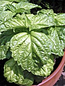 OCIMUM BASILICUM MAMMOTH BASIL