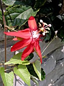 PASSIFLORA VITIFOLIA