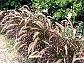 PENNISETUM SETACEUM PURPUREUM