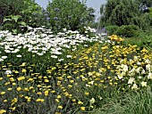 PERENNIAL SCENE ACHILLEA, LEUCANTHEMUM, HEMEROCALLIS