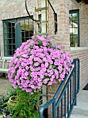 PETUNIA HANGING BASKET
