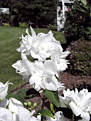 PHILADELPHUS SNOWGOOSE