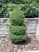 PICEA GLAUCA CONICA TOPIARY