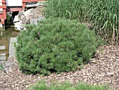 PINUS MUGO