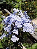 PLUMBAGO AURICULATA ROYAL CAPE