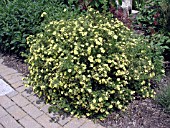 POTENTILLA FRUTICOSA DAKOTA SUNSPOT