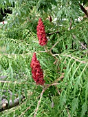 RHUS TYPHINA LACINIATA,  CUTLEAF STAGHORN SUMAC,  SYN. RHUS TYPHINA DISSECTA.