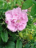 ROSA BELLE POITEVINE