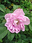 ROSA RUGOSA YANKEE LADY