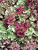 SEDUM SPURIUM ELIZABETH