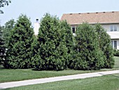 THUJA OCCIDENTALIS TECHNY