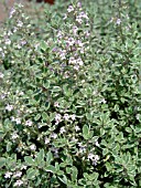 THYMUS VULGARIS SILVER EDGE