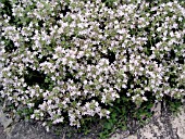 THYMUS PRAECOX PINK CHINTZ