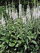 VERONICA SPICATA WHITE ICICLES