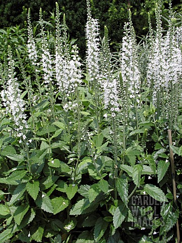 VERONICA_SPICATA_WHITE_ICICLES