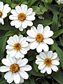 ZINNIA PROFUSION WHITE