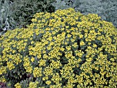 AJANIA PACIFICUM,  (GOLD AND SILVER CHRYSANTHEMUM)