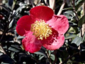 CAMELLIA SASANQUA YULETIDE