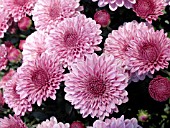 CHRYSANTHEMUM CHERYL