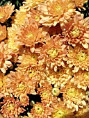 CHYSANTHEMUM  DENISE