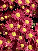 CHRYSANTHEMUM REGINA,  GARDEN MUM